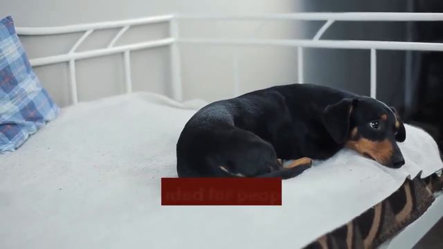 Are Dachshunds Hypoallergenic Dogs? (Short, Long Haired, Wirehaired) смотреть онлайн
