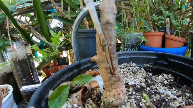 Java Plum graft 2 month update смотреть онлайн