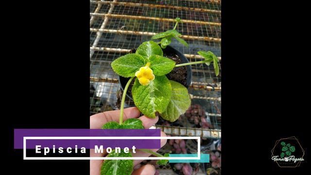 EPISCIA BUNGA PALING DICARI | LARIS DI PASARAN | UPDATE HARGA EPISCIA NOVEMBER 2021