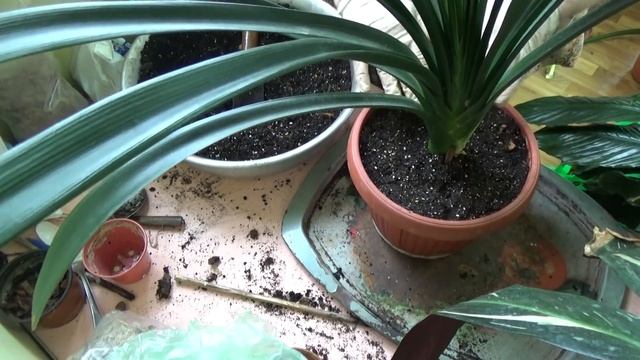 #796.Пересадка кливии и гиппеаструма смотреть онлайн