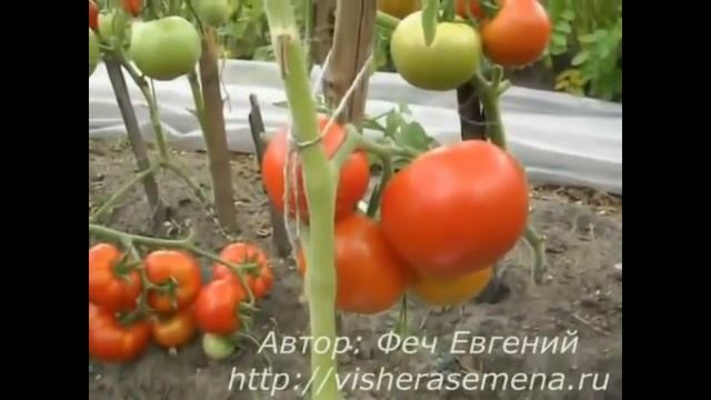 Сорт помидора Китайский круглый смотреть онлайн