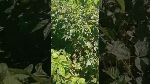 Ремонтантная малина смотреть онлайн