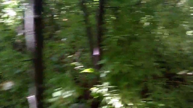 Энтолома садовая. Когда и где её искать. Способ заморозки грибов.