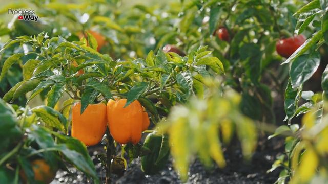 Одна Ложка И Огурцы, Помидоры, Перец Дают Тонны Урожая! Проверено Годами смотреть онлайн