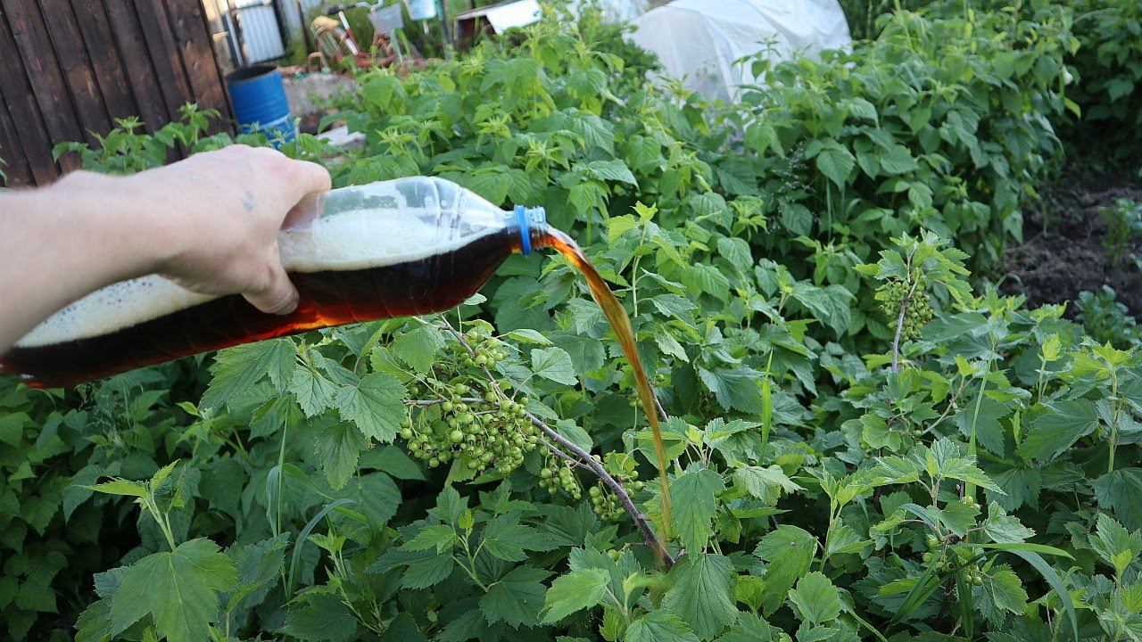 Золотые секреты для большого урожая смородины. Какой уход любит черная смородина? смотреть онлайн