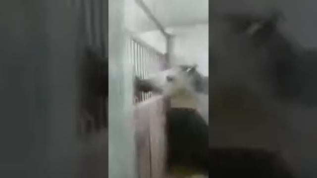 Аллах наделяет пропитанием лошадь... смотреть онлайн