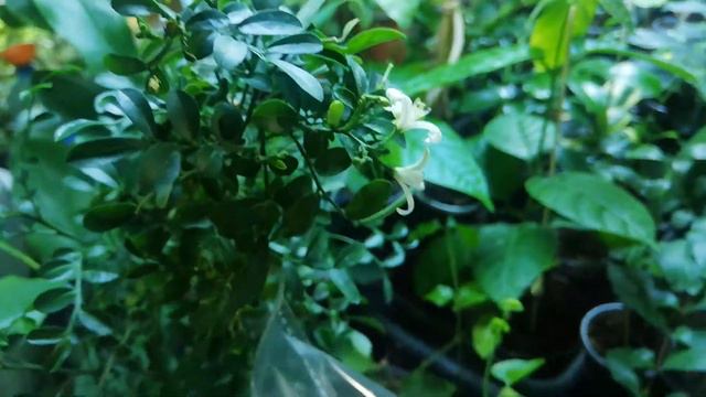 Мурайя min-a-min смотреть онлайн