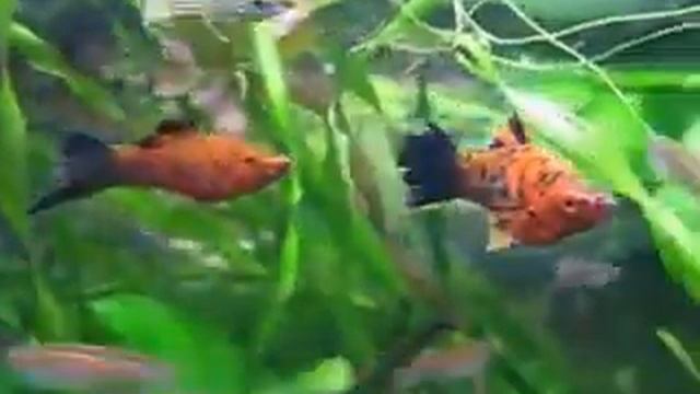 Тигровый меченосец. смотреть онлайн