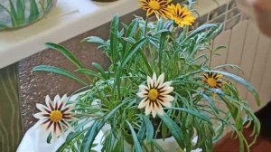 Фантастический цветок Гацания (Газания). Мощно ударился в цветение!  Рассказываю мой опыт