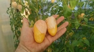 Самый ВКУСНЮЩИЙ на свете Физалис КОРОЛЕВА МАЛИНАЛЬКО в 2022 году дал огромный урожай!