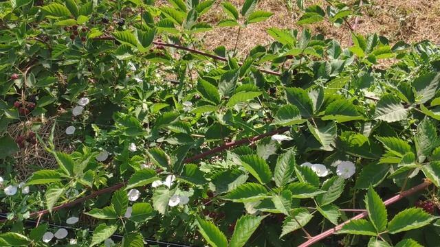 Обзор ежевики Лох Тей (Loch Tay) смотреть онлайн