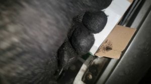 Cнятие установка генератора и замена обгонной муфты VITO 638 2.2 CDI