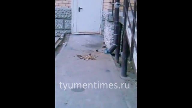 Крысы в Тюмени на Карнацевича, 4 смотреть онлайн