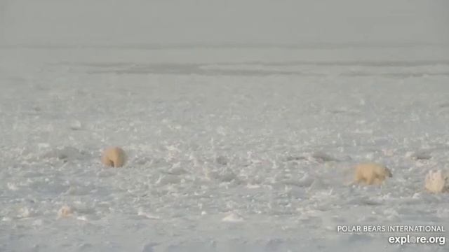 Мишки в тундре #канадский национальный парк Вапуск смотреть онлайн