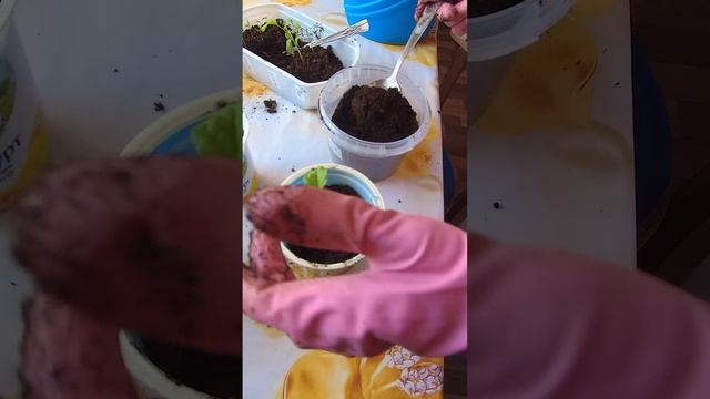 Кратко о пикировке! смотреть онлайн