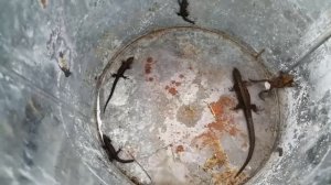 Как поймать ящерицу?