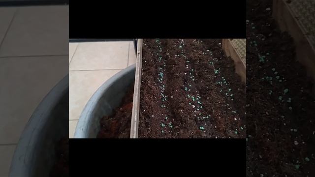 Сажаю семенами овощи... 25.04.23. смотреть онлайн