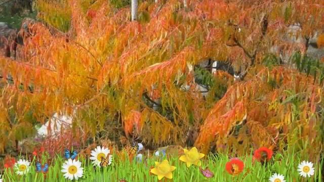 Сумах оленерогий Тигриный Глаз ? Обзор: посадка и уход. крупномеры сумаха: описание и особенности смотреть онлайн