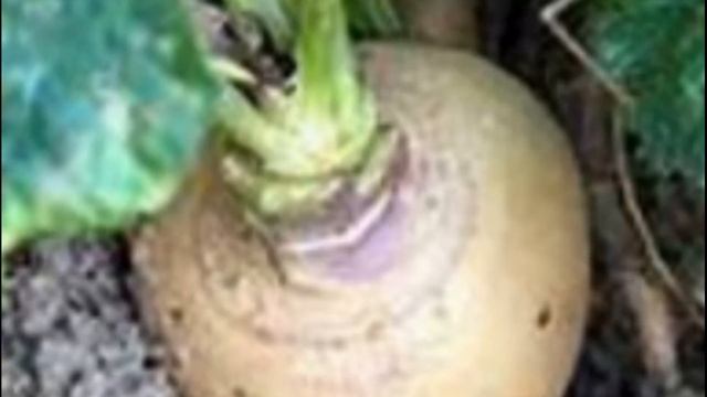 Сорта репы разновидности и особенности