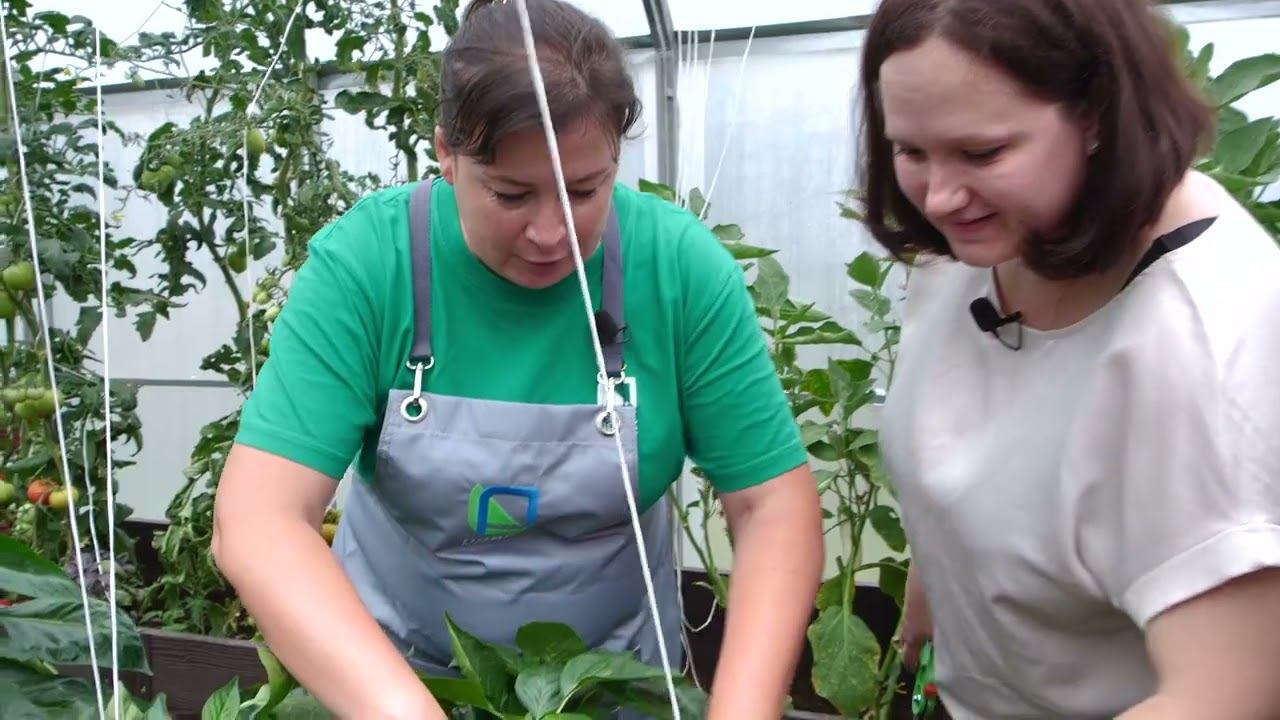 Теплица на радость 6-й сезон | 7-я серия смотреть онлайн