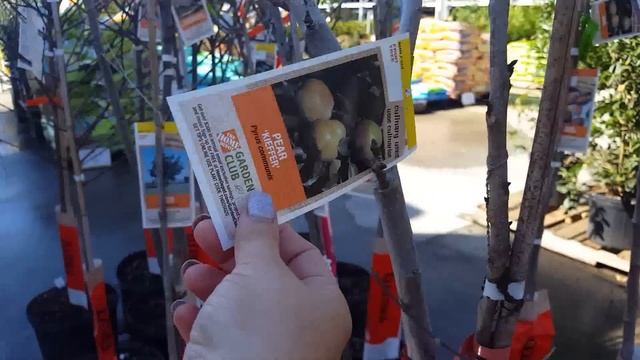 США. Обзор семян и саженцев (цены). Сажаем в феврале свой сад.