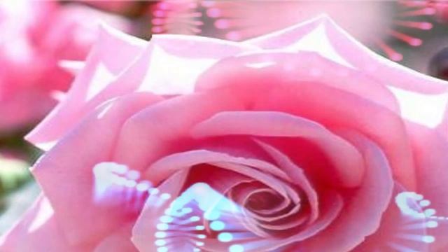 ღ♥ღ Romeo & Juliet Sweet Symphony (Roses, Flowers, Nature Pics)