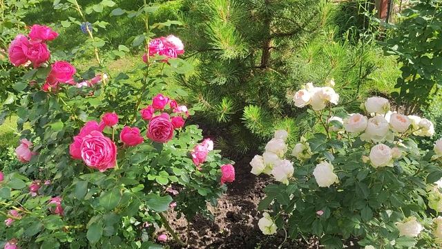 Роза Стефани Баронин цу Гутенберг ,роза Леонардо да Винчи. Сочетание сортов.