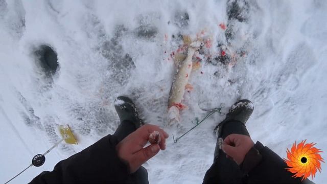 Хроники рыбалки - 5 декабря открытие Коргалжынского заповедника для мелиоративного лова рыбы смотреть онлайн