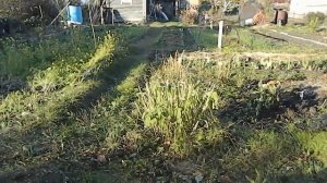 Лучшие дорожки в саду, которые под силу сделать женщине