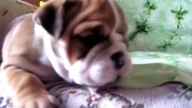 бульдог английский щенок luchia.MOV смотреть онлайн