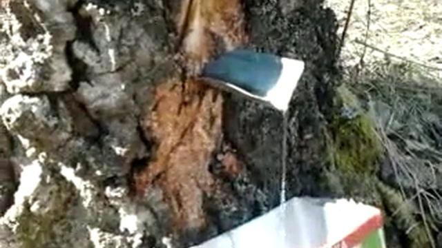 как надо березовый сок собирать смотреть онлайн