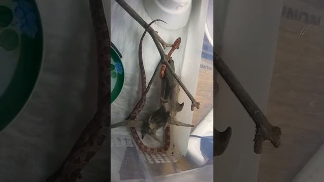 Линька маисового полоза. Успел снять с самого начала ! смотреть онлайн