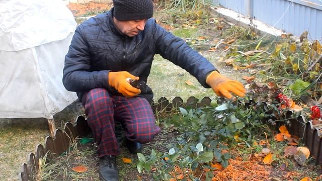 Осенняя обрезка роз .Как правильно обрезать  и укрывать розы. Подготовка роз к зиме.