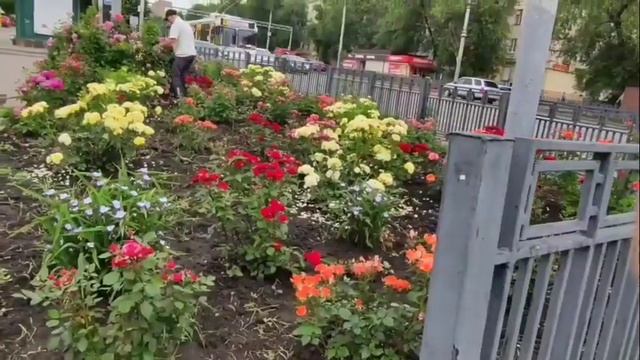 #песни80-х ПЕСНЯ "ГОРОДСКИЕ ЦВЕТЫ" смотреть онлайн