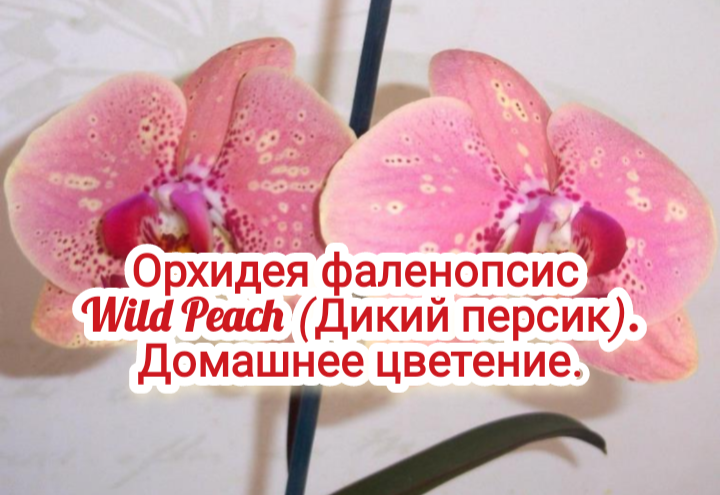 Орхидея фаленопсис Wild Peach (Дикий персик). Домашнее цветение. смотреть онлайн