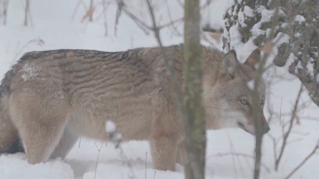 21 січня свято Максима Сповідника. Помолися Духу Розраднику. Український народний календар смотреть онлайн