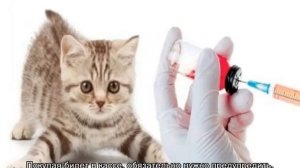 Как перевозить кошку в поезде: правила РЖД