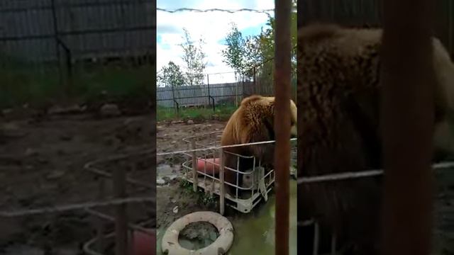 машаразмышляша и ее мамаша! смотреть онлайн
