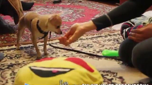 Что делать если щенок всего боится? Трусливая собака. Коррекция трусливого поведения