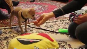 Что делать, если щенок всего боится? Трусливая собака. Коррекция трусливого поведения