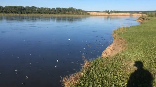 Полет птиц стрижи на берегу Томи. На берегу очень тихой реки. смотреть онлайн