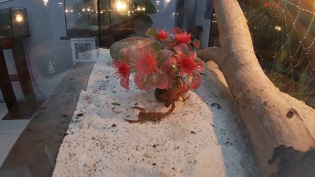 Выставка пауков и не только. Всех можно потрогать. смотреть онлайн