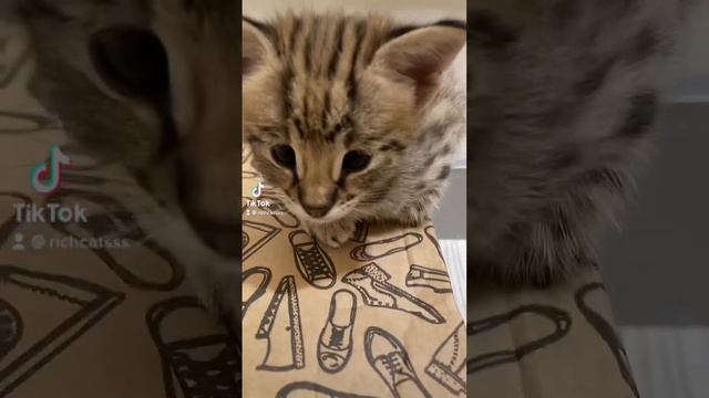 Savannah f1 саванна ф1 🐾😻 #richcatsss #kitten #savannahf1 смотреть онлайн