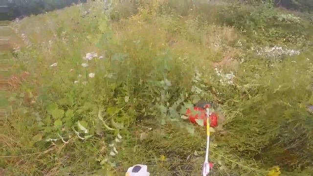 TIMBERPRO 4 Stroke Strimmer / Brush Cutter Video Demo смотреть онлайн