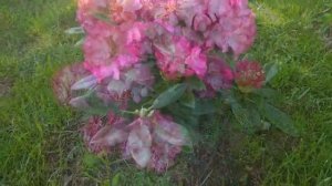 Жизнерадостный рододендрон Блюретта?. Цветение в Подмосковье 2022!?