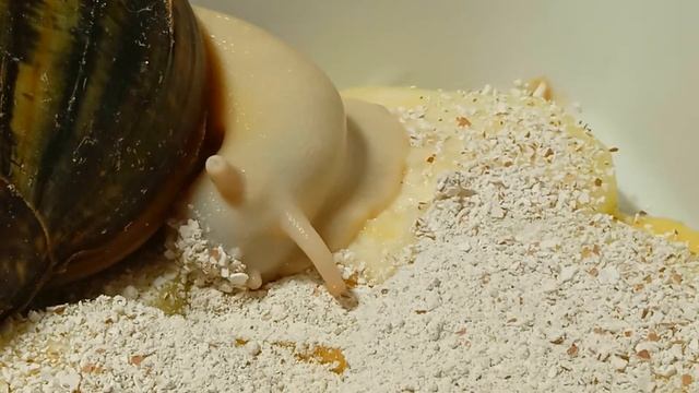 Ахатина (Achatina reticulata) ест кальциевую подкормку. смотреть онлайн