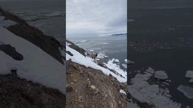 Медитирующий олень и стайка кабарги на мысе Евстафия, Сахалин смотреть онлайн