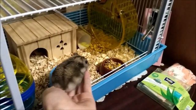 Хомячок купается в песке // Мой джунгарский хомяк смотреть онлайн