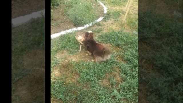 собачий пасадобль смотреть онлайн