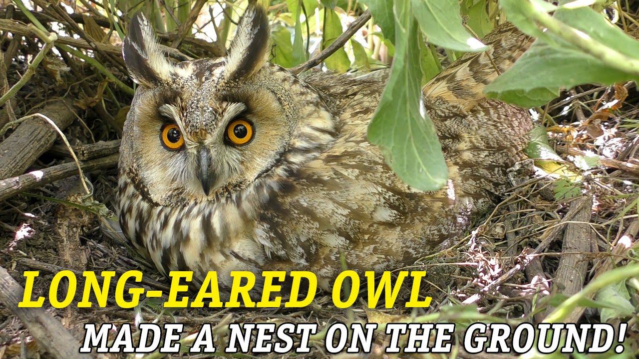 Редкий случай! Ушастая сова устроила гнездо на земле! / Long-eared owl made a nest on the ground! смотреть онлайн